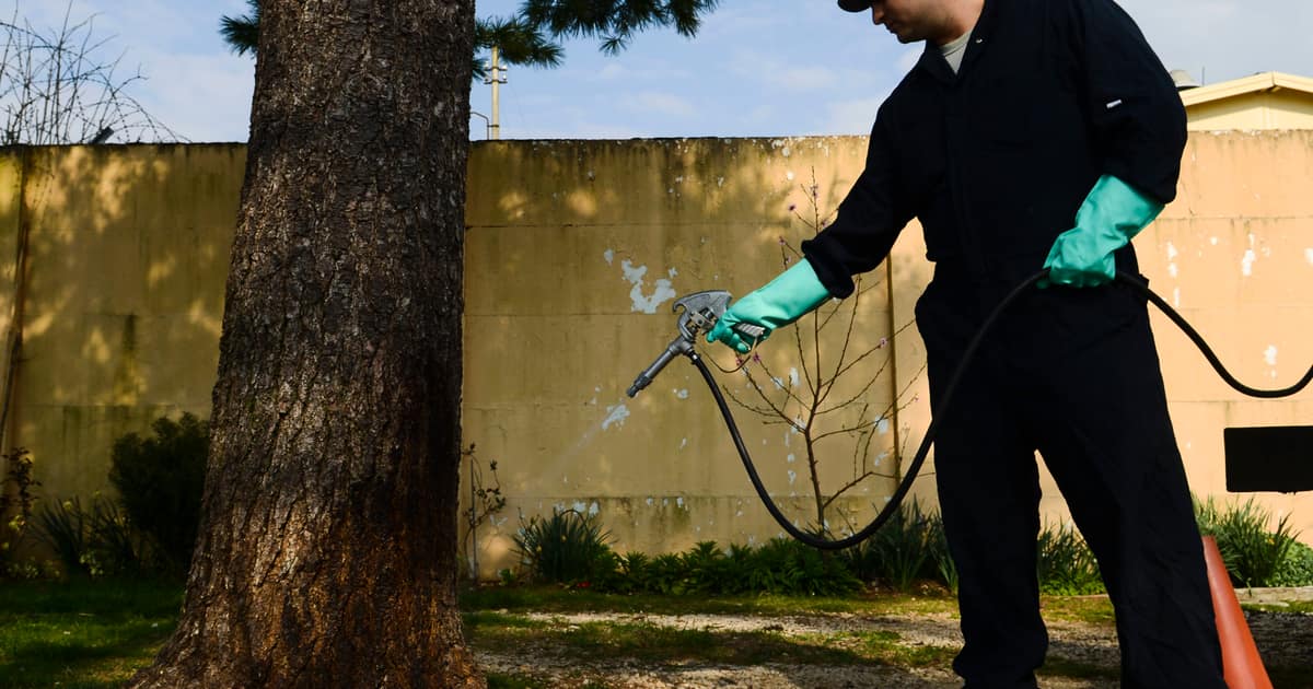 A technician spraying a tree with pesticide, the visit pest control citation listing service should reflect.