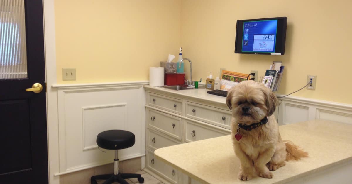 A small dog sits on an exam table in a veterinary office, the kind of visit local SEO for veterinarians should be found for.